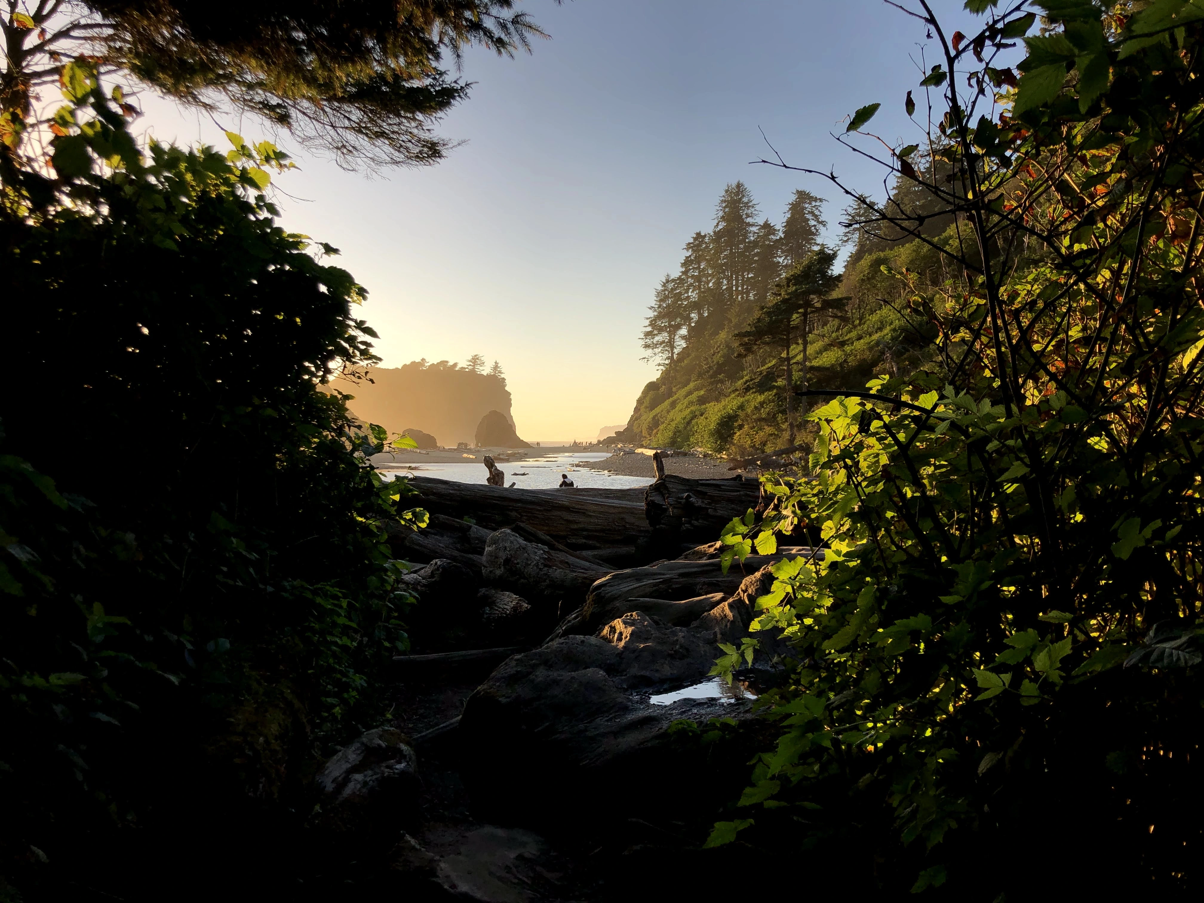 Photograph peaking through the foliage at a beach near the Olympic National Forest